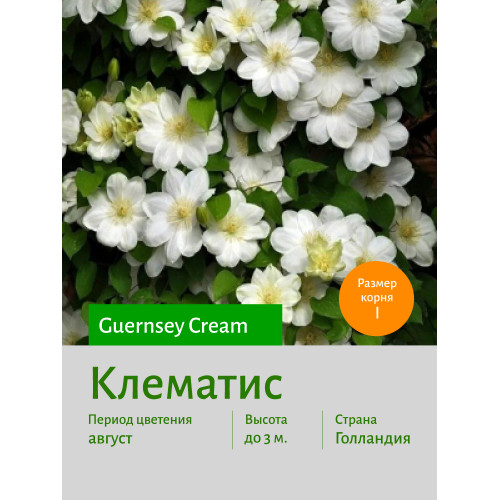 Клематис Guernsey Cream