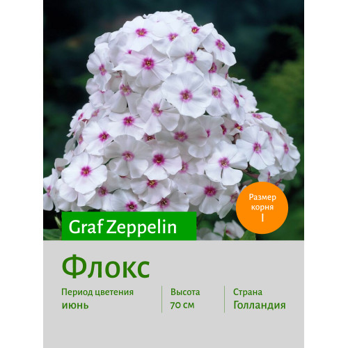 Флокс Graf Zeppelin