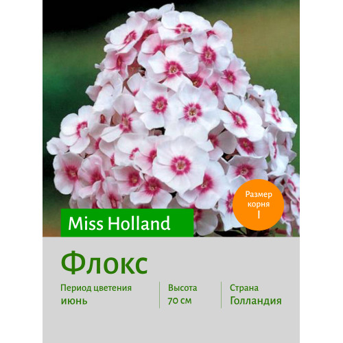 Флокс Miss Holland