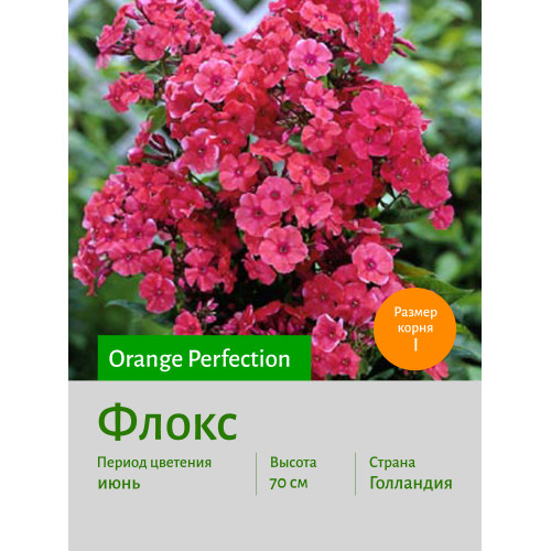 Флокс Orange Perfection