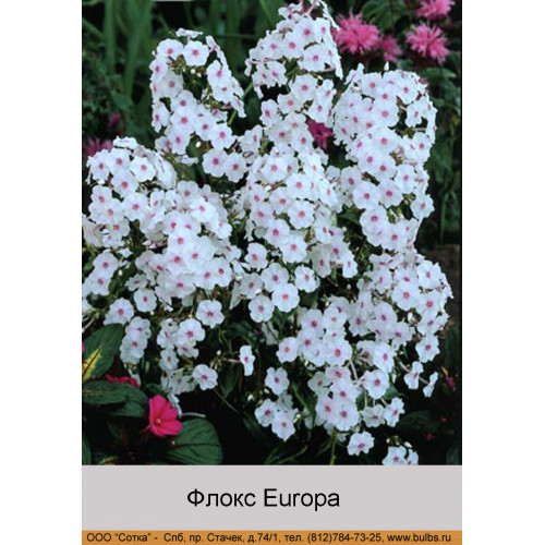Флокс Europa