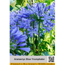 Агапантус Blue Triumphator