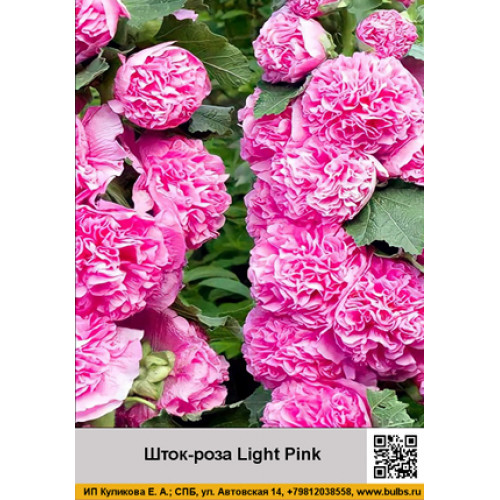 Шток-роза Light Pink
