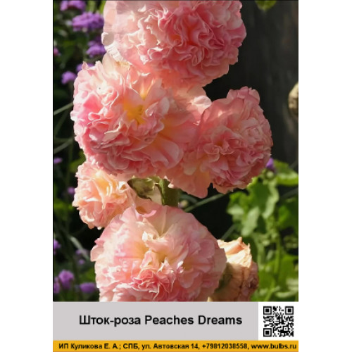 Шток-роза Peaches Dreams