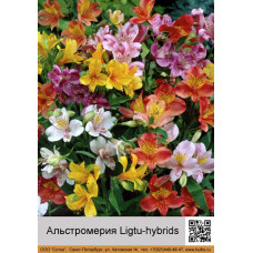 Alstroemeria Ligtu-hybrids