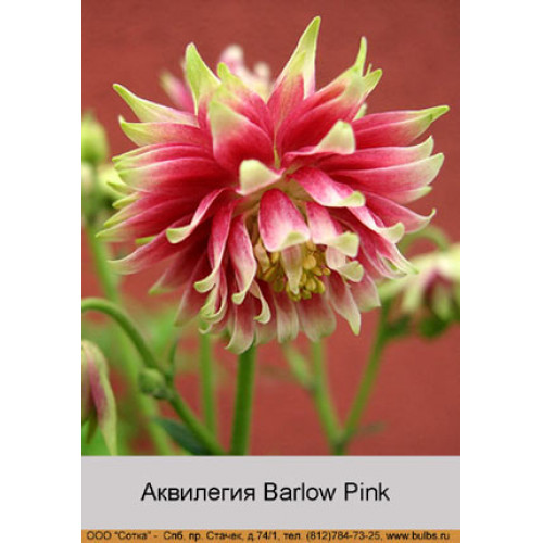 Аквилегия Barlow Pink