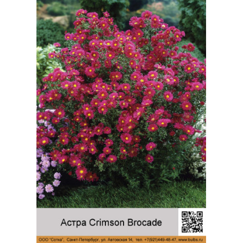 Астра ново-бельгийская Crimson Brocade