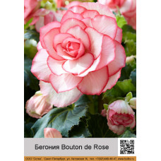 Бегония Bouton de Rose