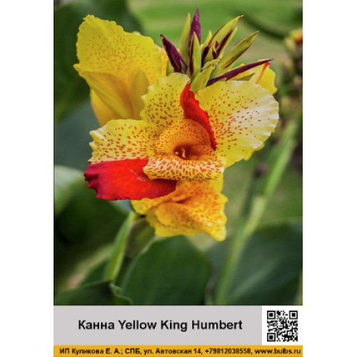 Канна Yellow King Humbert