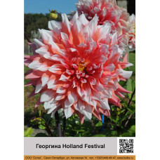 Георгина декоративная Holland Festival