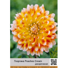 Георгина декоративная Peaches_Cream