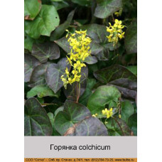 Горянка pinnatum susp. colchicum