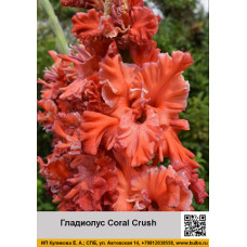Гладиолус Coral Crush