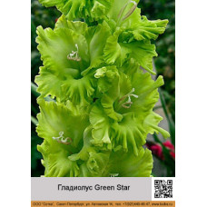 Гладиолус Green Star