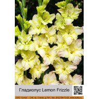 Гладиолус Lemon Frizzle