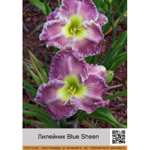 Лилейник Blue Sheen