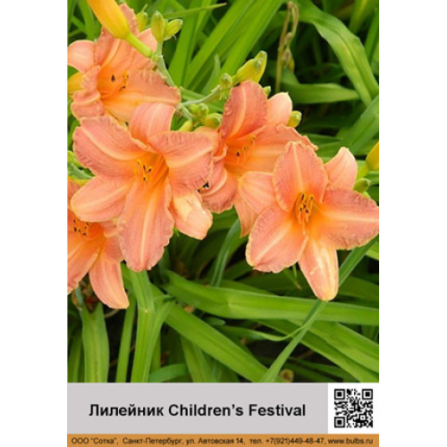 Лилейник Children’s Festival — Купить луковицы недорого с доставкой | «СОТКА»