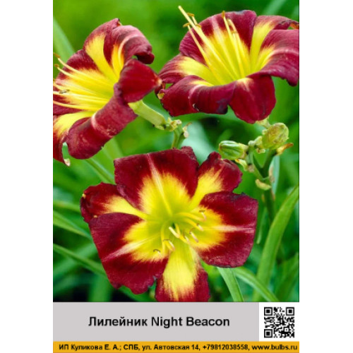 Лилейник Night Beacon
