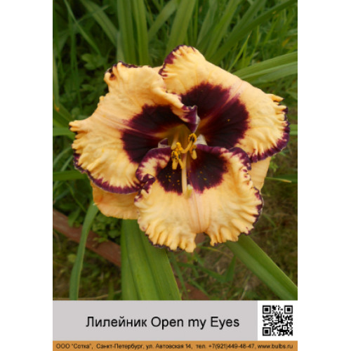 Лилейник Open my Eyes
