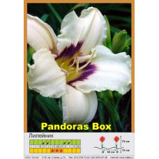 Лилейник Pandora's Box