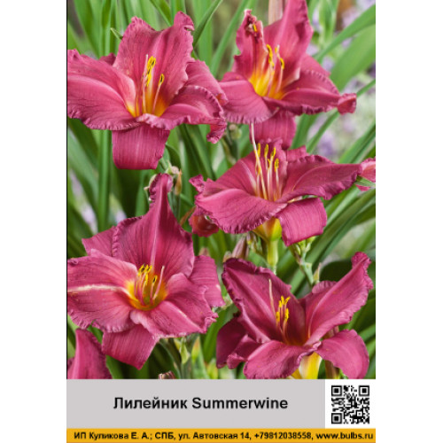 Лилейник Summerwine — Купить луковицы недорого с доставкой | «СОТКА»