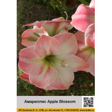 Амариллис Apple Blossom