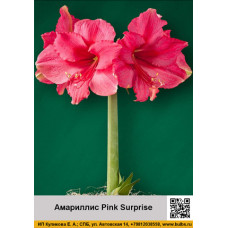 Амариллис Pink Surprise
