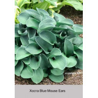 Хоста Blue Mouse Ears