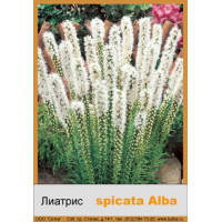Лиатрис spicata Alba