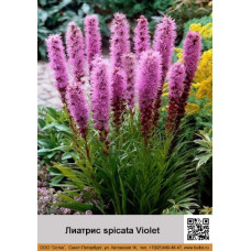 Лиатрис spicata Violet