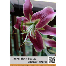 Лилия Black Beauty