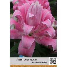 Лилия Lotus Queen