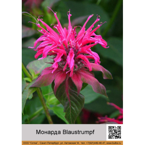 Монарда Blaustrumpf