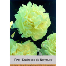 Пион Duchesse de Nemours