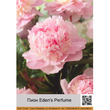 Пион Eden's_Perfume