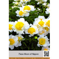 Пион Moon of Nippon