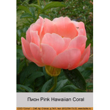 Пион Pink Hawaiian Coral