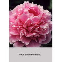 Пион Sarah Bernhardt