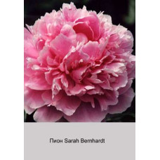 Пион Sarah Bernhardt