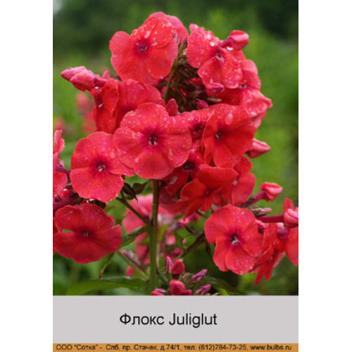 Флокс Juliglut