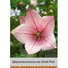 Ширококолокольчик Shell Pink