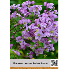 Василистник rochebrunianum