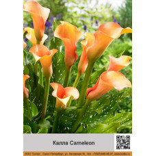 Калла Cameleon
