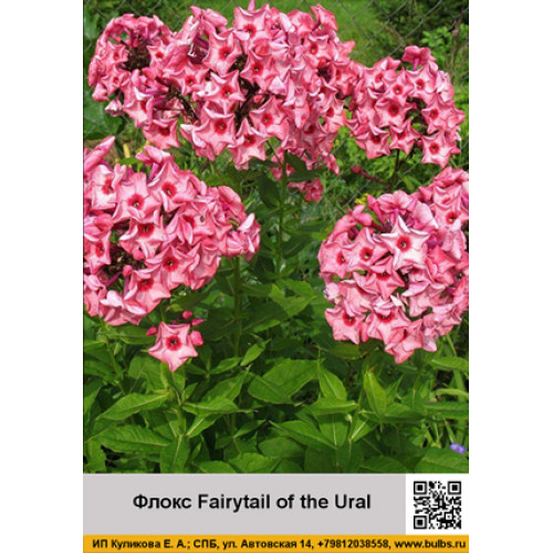 Флокс Fairytail of the Ural