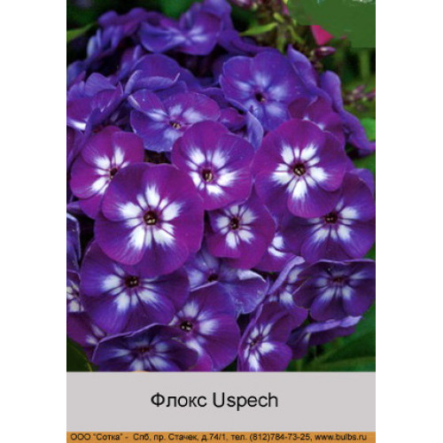 Флокс Uspech