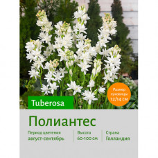 Ваточник tuberosa