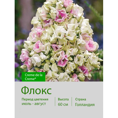 Флокс Creme de la Creme®
