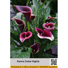 Калла Dubai Nights