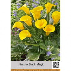 Калла Black Magic