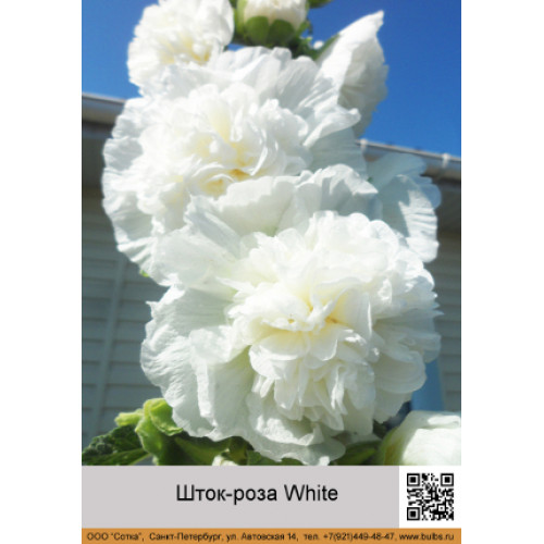 Шток-роза White